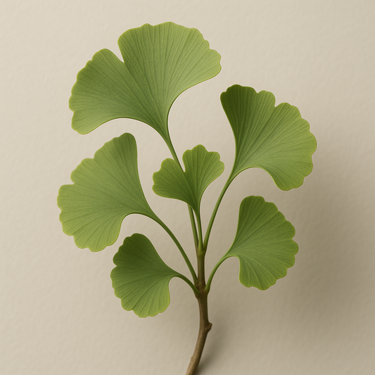 Gingko Biloba: Benefícios, Mecanismos e Integração na Suplementação