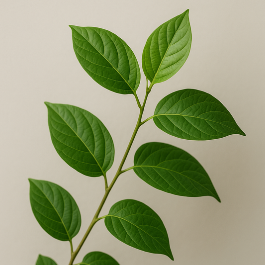 Gymnema Sylvestre: Benefícios e Como Integrar na Sua Rotina