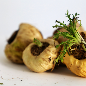 Vamos falar sobre Maca Peruana?