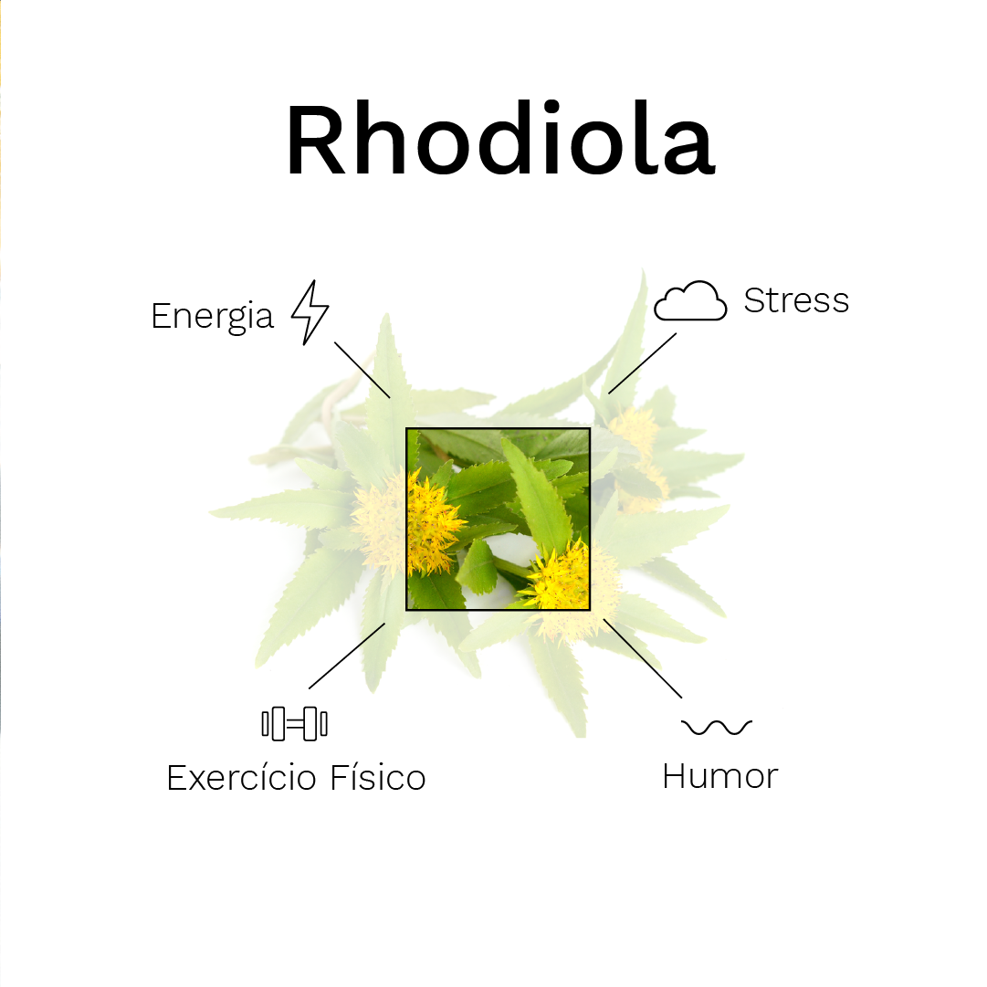 4 Benefícios da Rhodiola rosea para a Saúde
