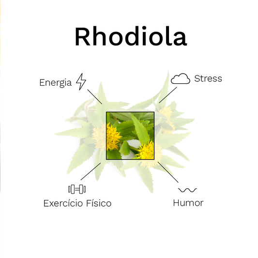 4 Benefícios da Rhodiola rosea para a Saúde