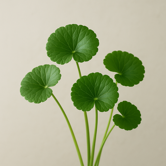 Entenda a Suplementação com Centella Asiatica: Benefícios e Usos